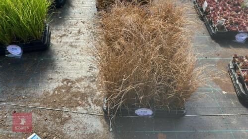 40 CAREX 'BRONCO'
