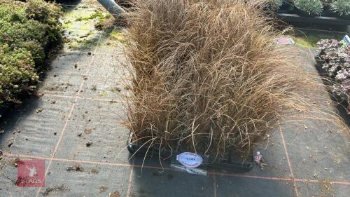 40 CAREX 'BRONCO'
