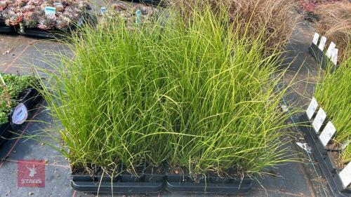 40 CAREX PHOENIX GREEN