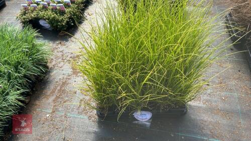 20 CAREX PHOENIX GREEN