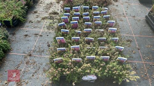 40 THYMUS 'COCCINEUS'