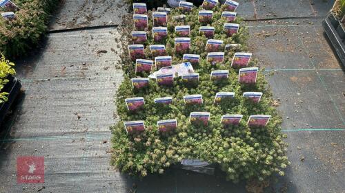 40 THYMUS 'COCCINEUS'