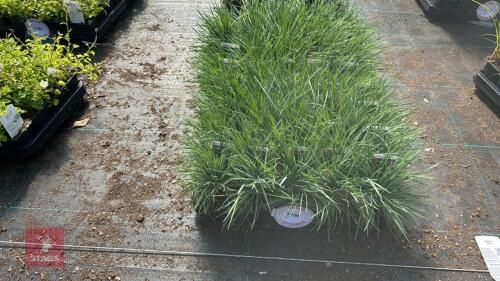 40 KOELERIA GLAUCA