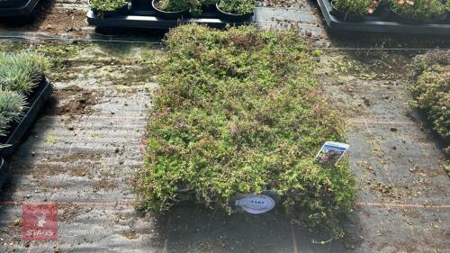40 THYMUS 'COCCINEUS'