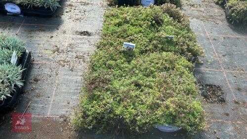 40 THYMUS 'COCCINEUS'