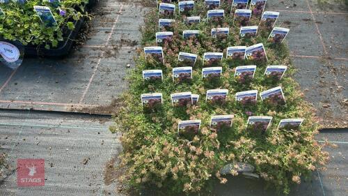40 THYMUS 'COCCINEUS'