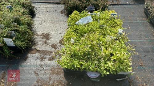 40 CAMPANULA 'WHITE CLIPS'