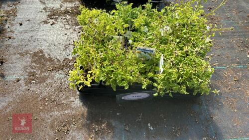 20 CAMPANULA 'WHITE CLIPS'