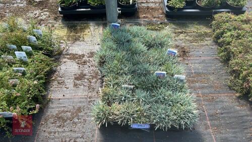 40 DIANTHUS ANNETTE