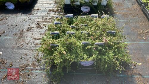20 THYMUS 'GOLDSTREAM'