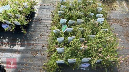 40 THYMUS 'GOLDSTREAM'