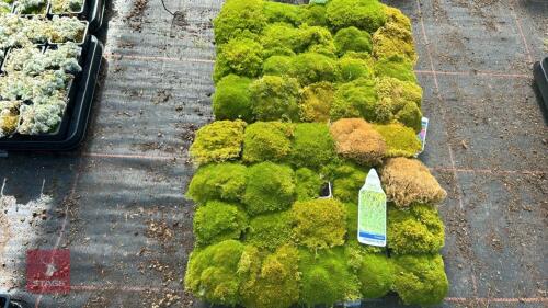 30 SCLERANTHUS 'UNIFLORUS'