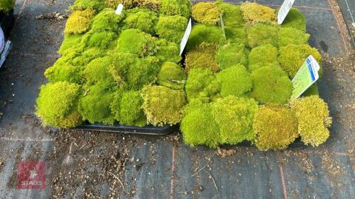 30 SCLERANTHUS 'UNIFLORUS'