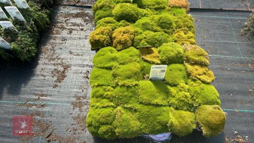 30 SCLERANTHUS 'UNIFLORUS'
