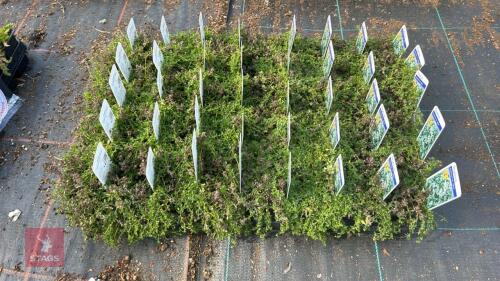 40 THYMUS 'ALBUS'