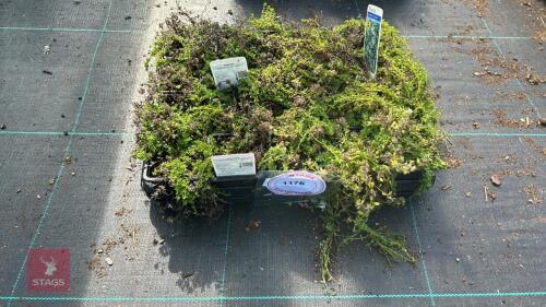 20 THYMUS 'ALBUS'