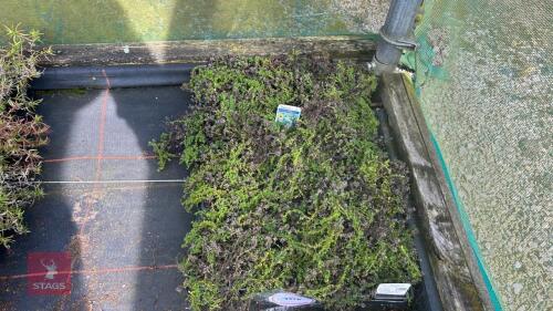 40 THYMUS 'ALBUS'