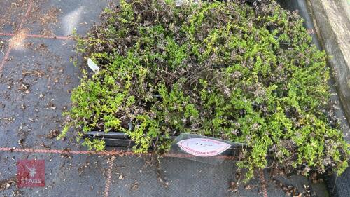 20 THYMUS 'ALBUS'