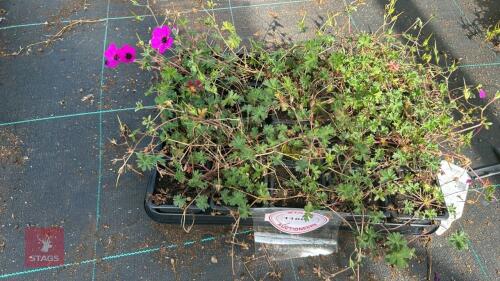 20 GERANIUM 'SUBCAULESCENS'
