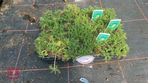 20 CHAMOMILE 'LAWN'