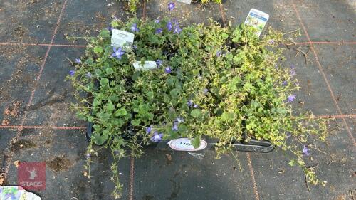 20 CAMPANULA 'BLUE GOWN'