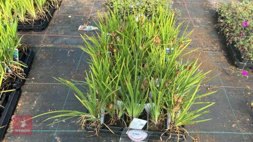 40 IRIS 'HOOKERI'