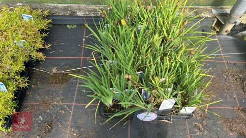 40 IRIS 'HOOKERI'