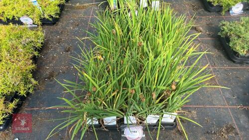 40 IRIS 'HOOKERI'