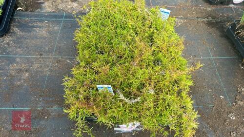 40 PHLOX 'EMERALD CUSHION BLUE'