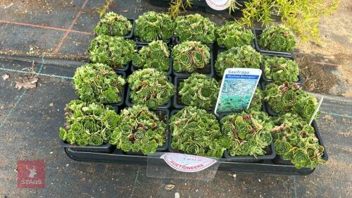 20 SAXIFRAGA 'WINIFRED BEVINGTON'