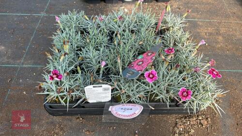20 DIANTHUS 'FLUTTERBUST'