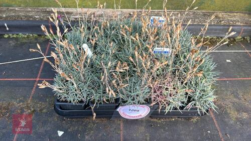20 DIANTHUS 'WHATFIELD JOY'
