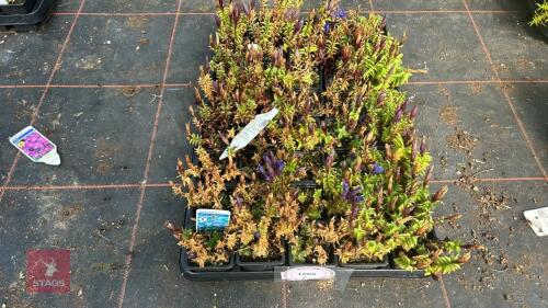 40 GENTIANA 'LAGODECHIANA'