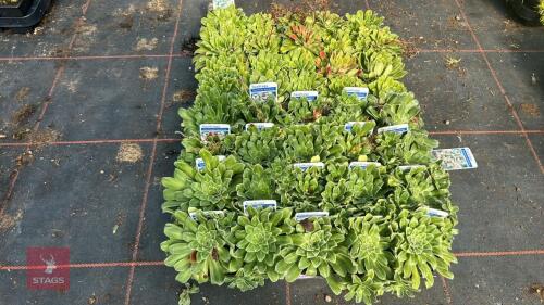 40 SAXIFRAGA 'SOUTHSIDE SEEDLING'