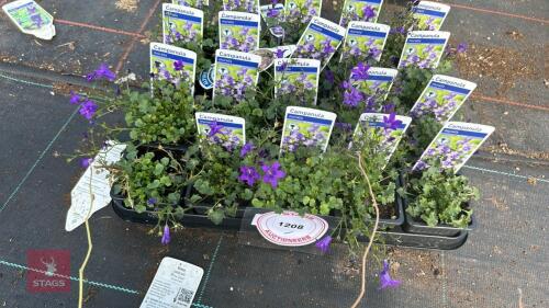 20 CAMPANULA 'MURALIS'