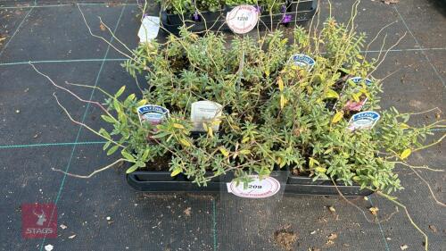 20 HELIANTHEMUM 'PINK ANGEL'
