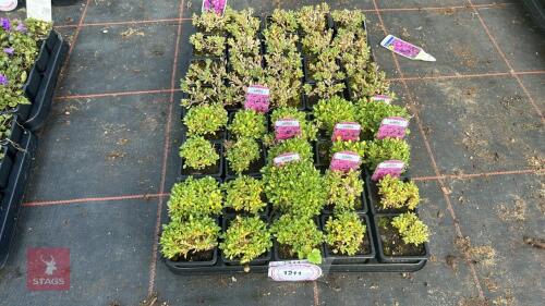 40 MIXED AUBRIETA