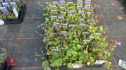 40 CAMPANULA 'LISDUGGAN VARIETY'