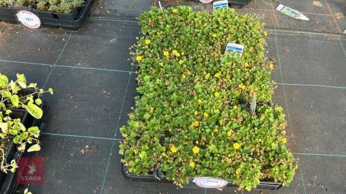 40 POTENTILLA 'NANA'