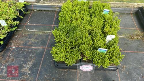 40 HEBE 'GREEN GLOBE'