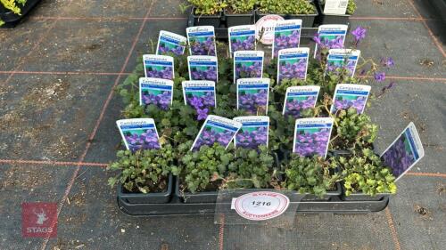 20 CAMPANULA 'RESHOLDTS VARIETY'