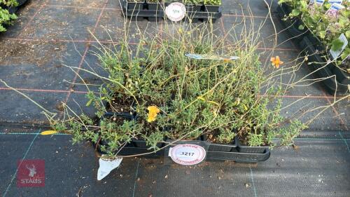 20 HELIANTHEMUM 'SHOT SILK'