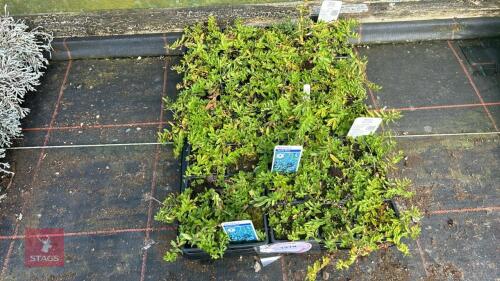 40 VERONICA 'SPODE BLUE'