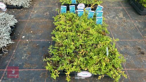 40 VERONICA 'SPODE BLUE'