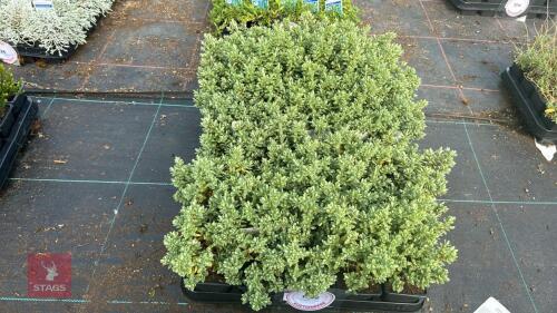 40 HEBE 'TOPIARIA'