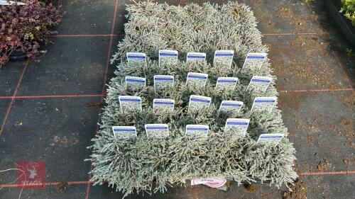 40 OZOTHAMNUS 'COUNTY PARK SILVER'