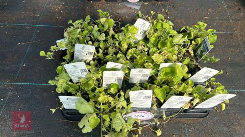 20 VIOLA ODORATA 'MRS R BARTON'