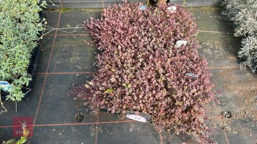 40 ACAENA 'PURPUREA'