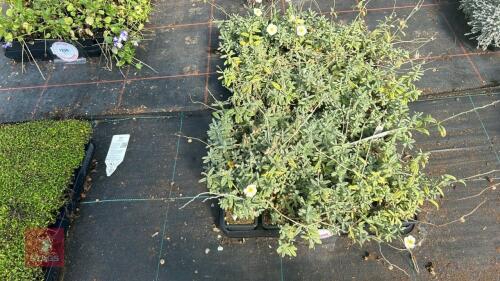 40 HELIANTHEMUM 'THE BRIDE'