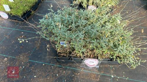 20 HELIANTHEMUM 'THE BRIDE'